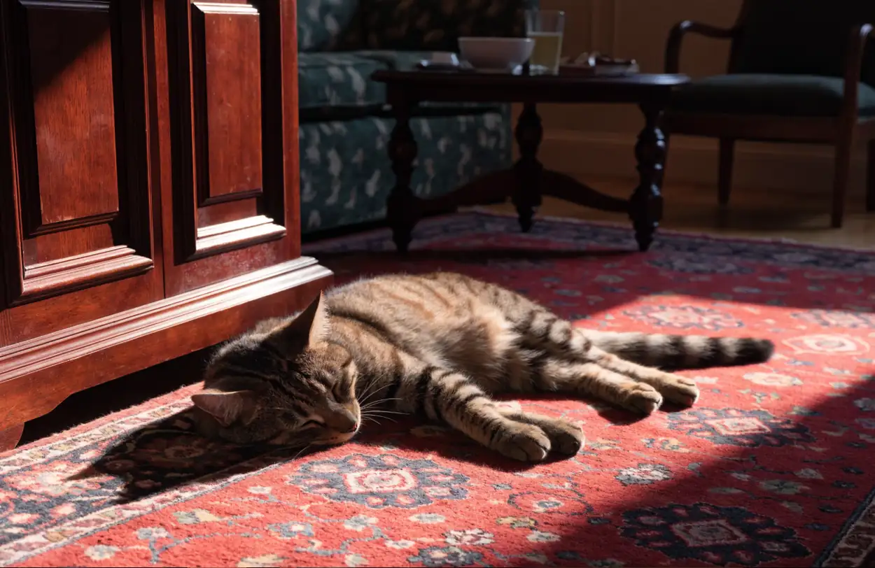 Chat allongé sur un tapis persan au soleil (illustration)